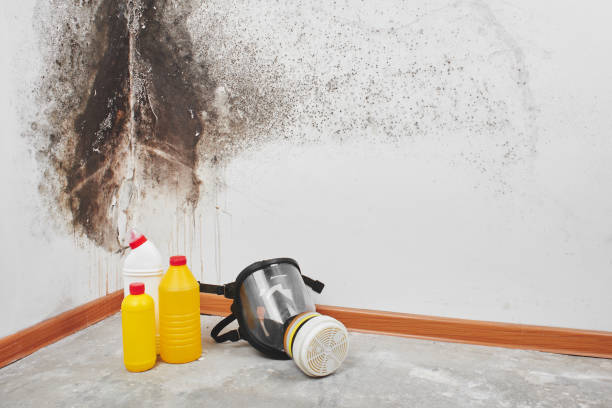 Best Black Mold Removal  in Auxvasse, MO