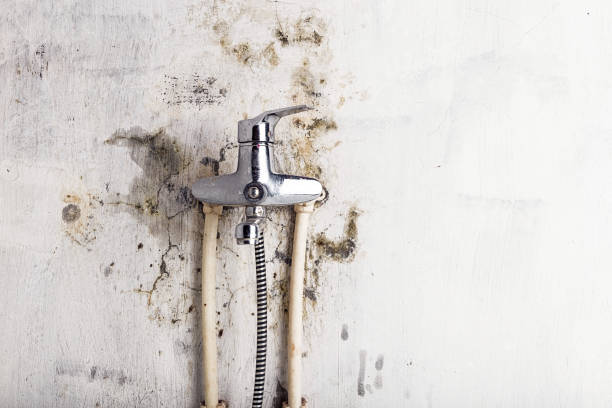 Office Mold Removal Services in Auxvasse, MO