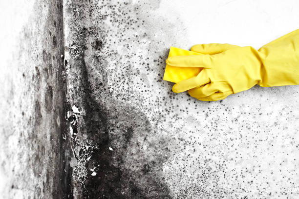 Best Crawl Space Mold Removal  in Auxvasse, MO