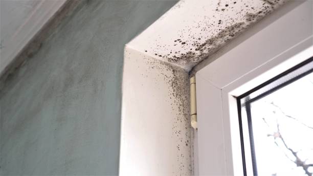 Best Same-Day Mold Removal  in Auxvasse, MO