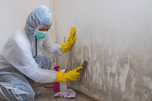 Best Mold Remediation Experts  in Auxvasse, MO