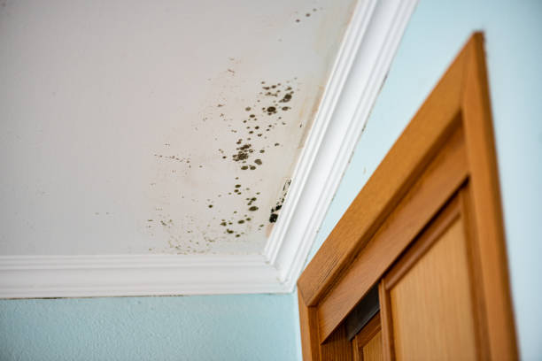 Attic Mold Removal in Auxvasse, MO
