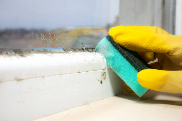 Best Professional Mold Removal  in Auxvasse, MO