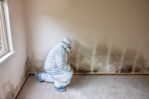 Best Fast Mold Removal  in Auxvasse, MO