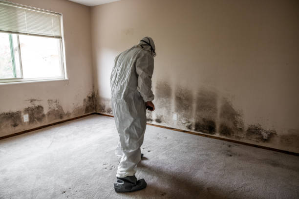 Best Office Mold Removal Services  in Auxvasse, MO