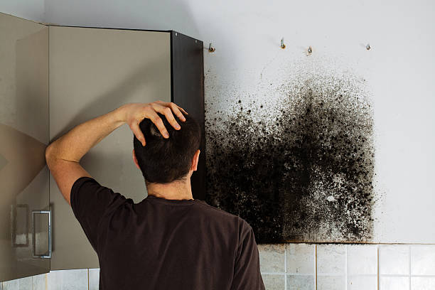 Best Water Damage Restoration  in Auxvasse, MO